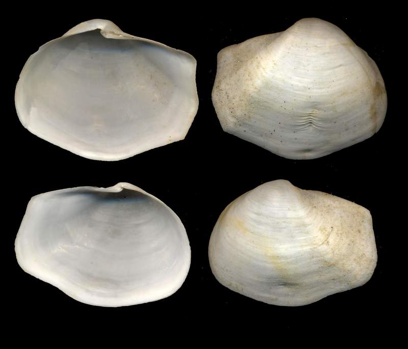 Thracia corbuloides Deshayes, 1830